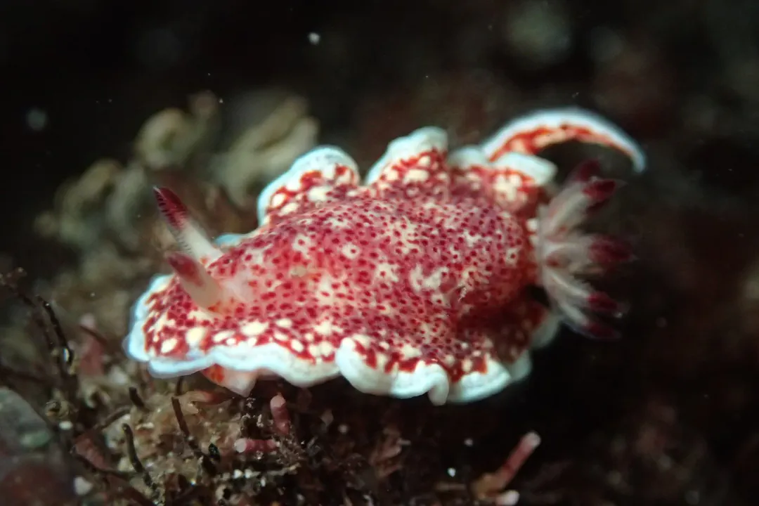 Baumann's Chromodorid