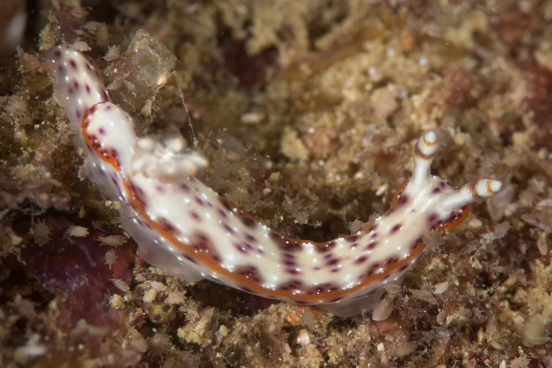 Spotted Hypselodoris (Hypselodoris maculosa)