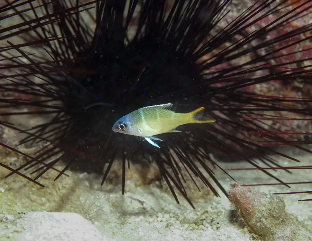 Seabook: Humpnose Bigeye Bream (juvenile)