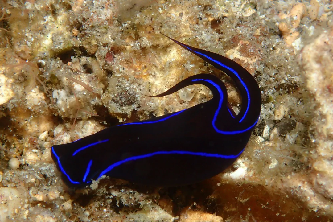 Blue Velvet Headshield Slug