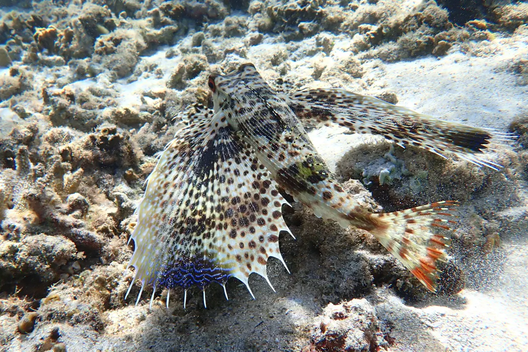 Oriental Flying Gurnard