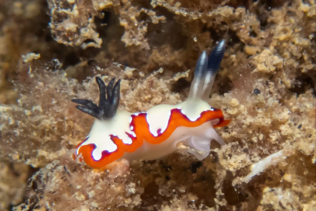 Faithful Sea Slug (Goniobranchus fidelis)
