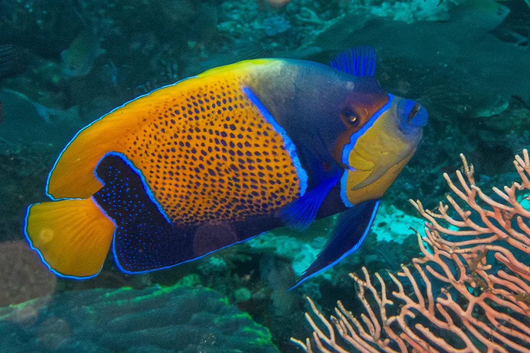 Bluegirdled angelfish