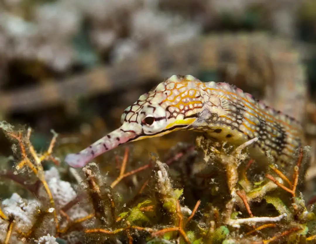 Seabook: Reeftop Pipefish