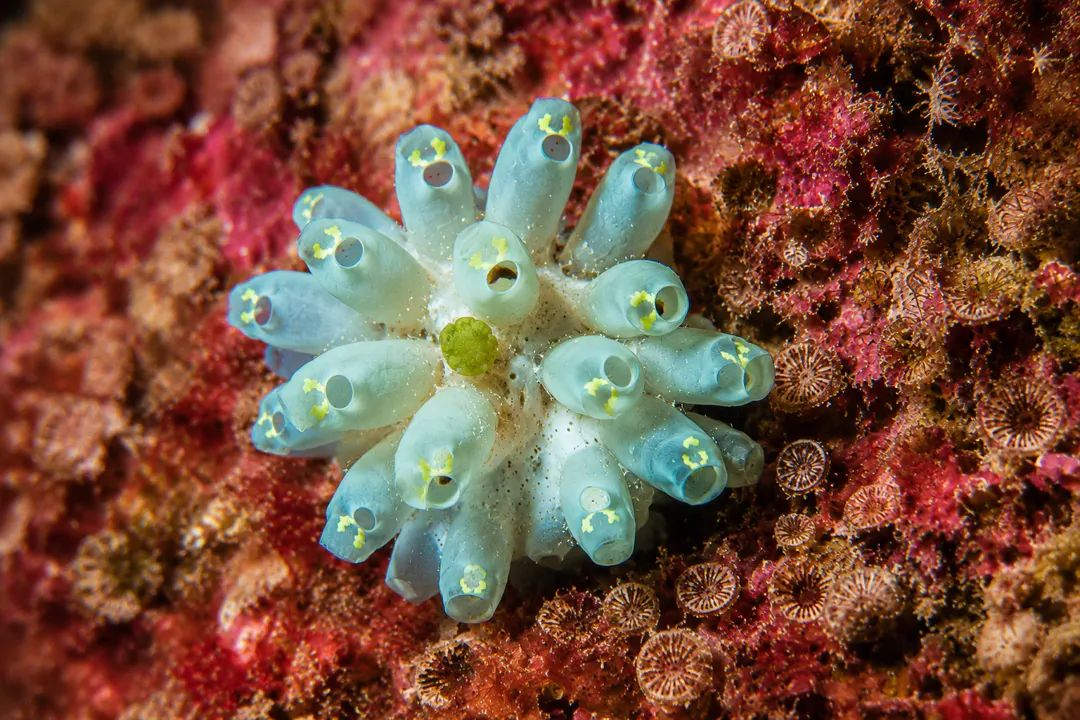 Clavelina