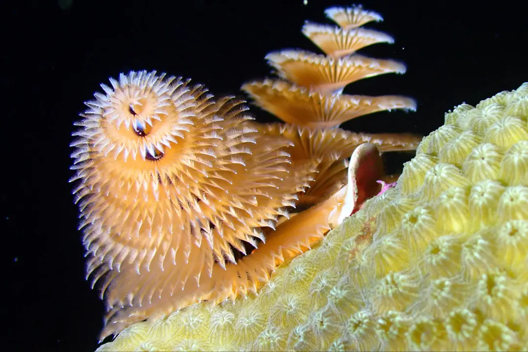 Caribbean Christmas Tree Worm