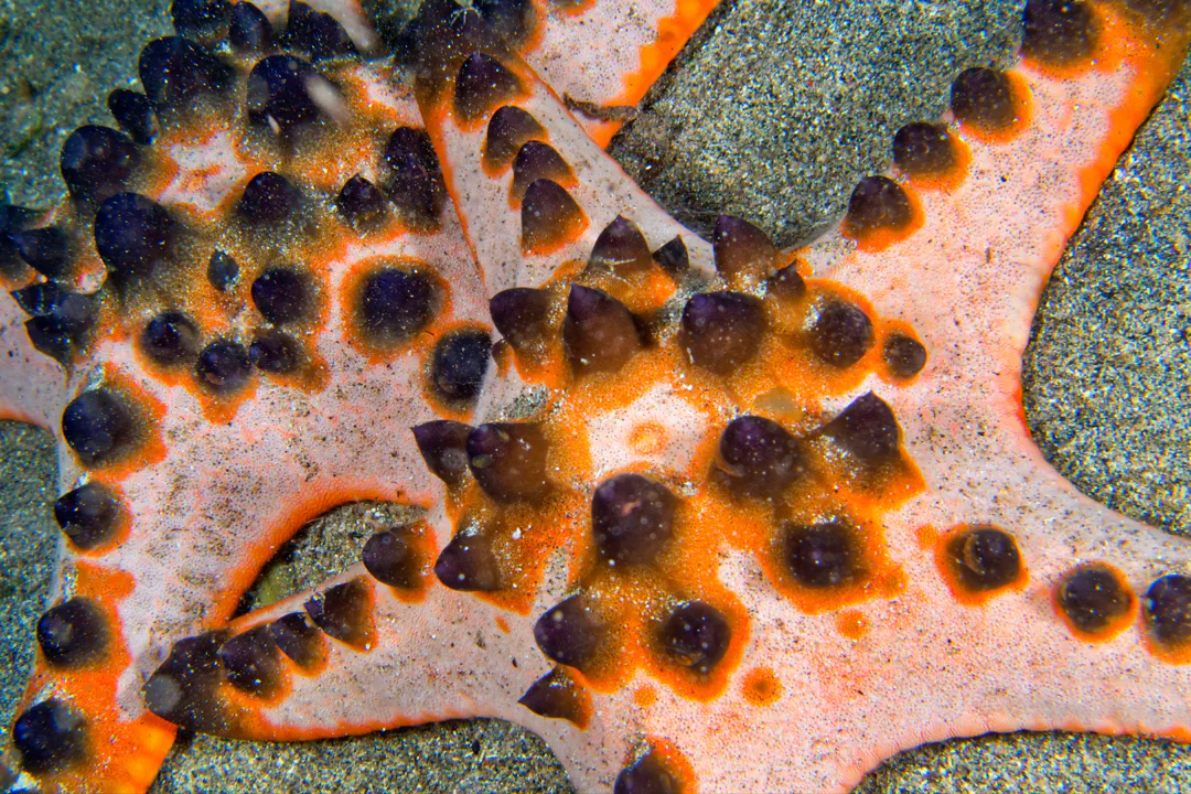Chocolate Chip Sea Star (Protoreaster nodosus)