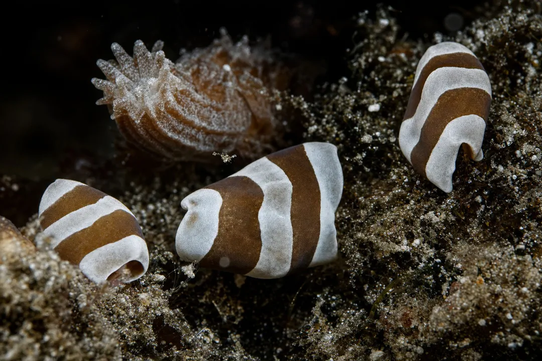 Acoela sp (Acoela sp)