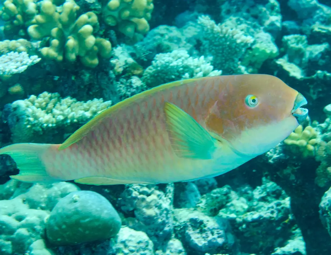 Seabook: Steephead Parrotfish