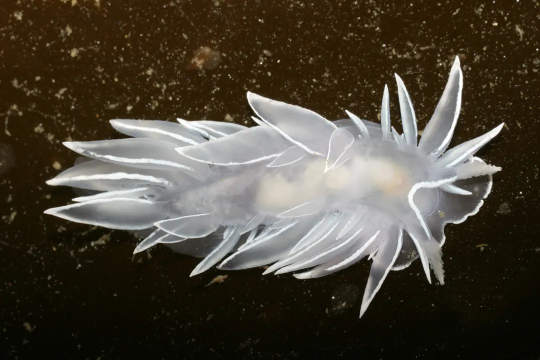 White-lined Dirona