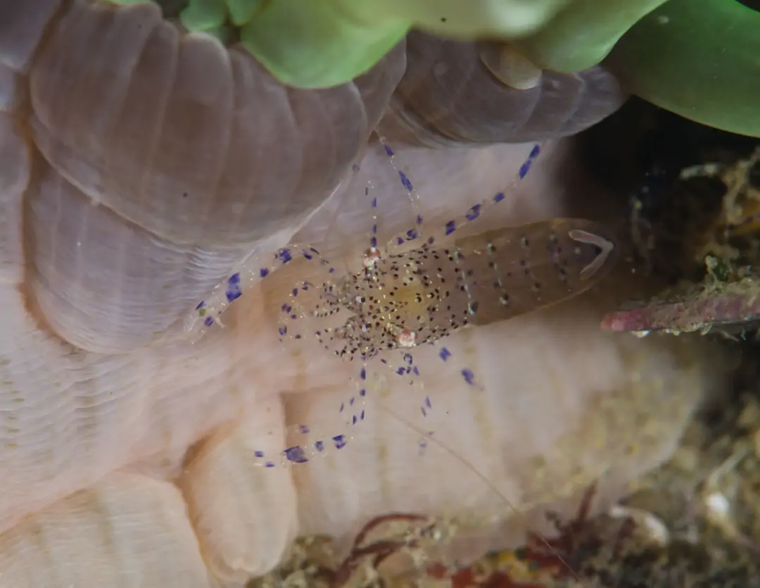 Seabook: Snakelocks Shrimp