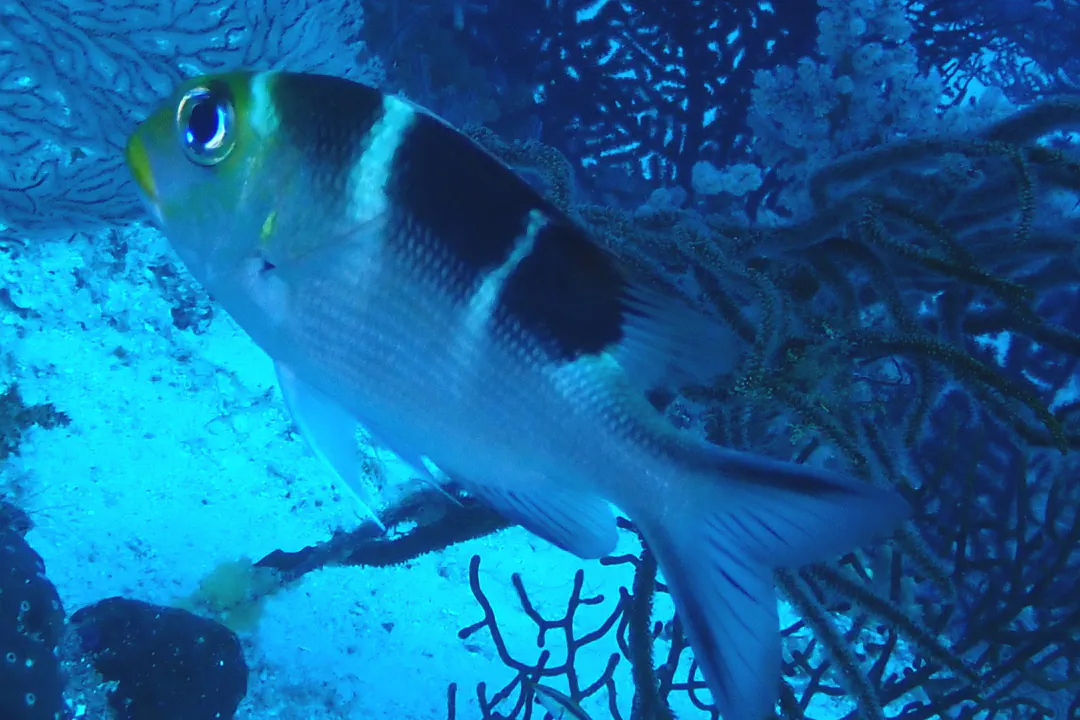 Humpnose Bigeye Bream (intermediate)
