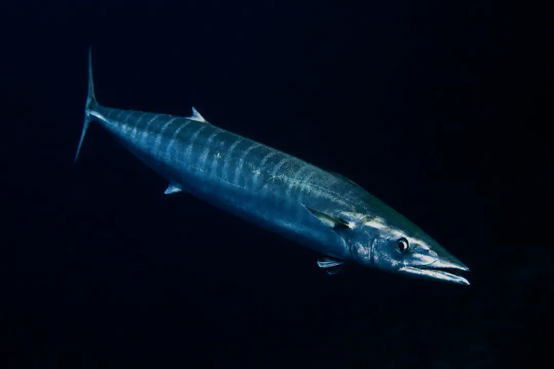 Wahoo (Acanthocybium solandri)