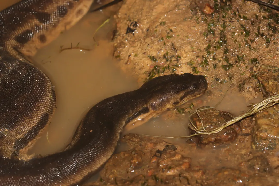 Elephant Trunk Snake (Acrochordus javanicus)