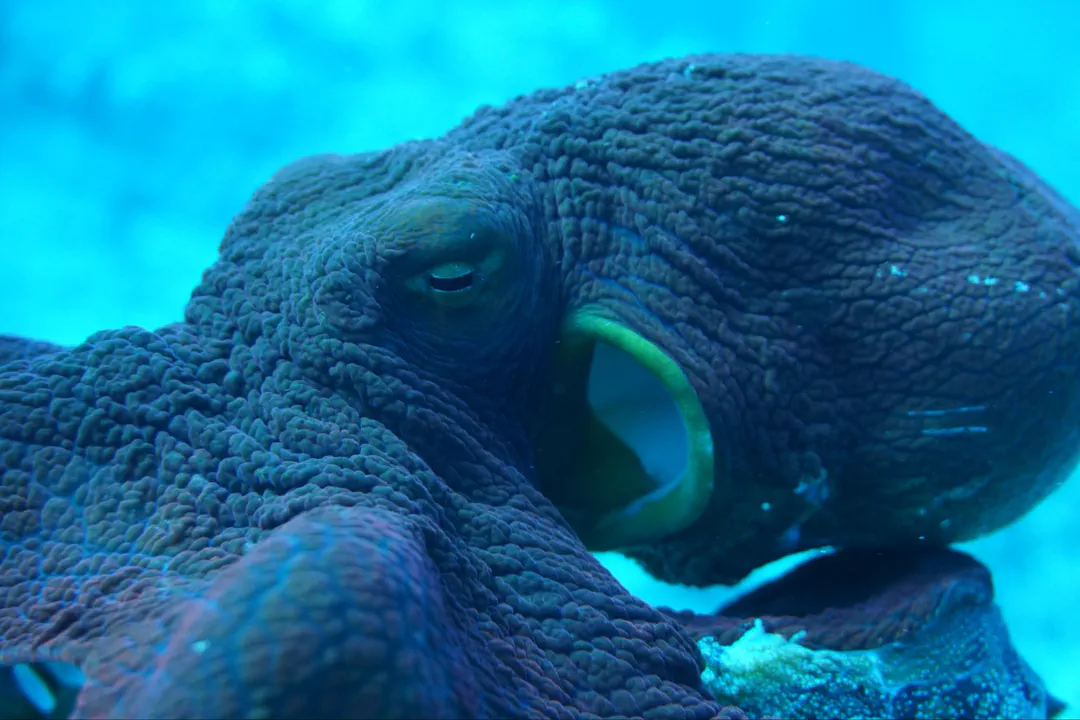 Day Octopus