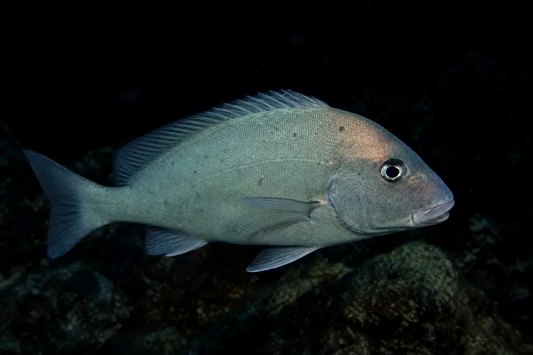 Painted Sweetlips (Diagramma pictum labiosum)
