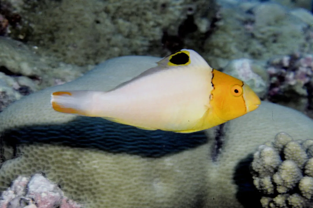 Spotted Parrotfish (juvenile) (Cetoscarus ocellatus)