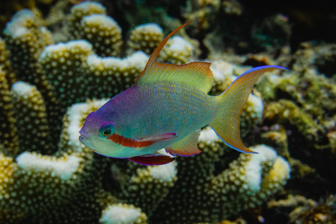 Threadfin Anthias (male) (Pseudanthias huchtii)