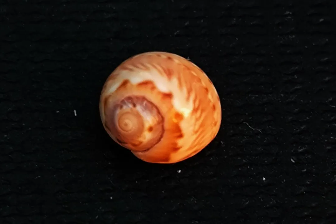 Alder's Necklace Shell