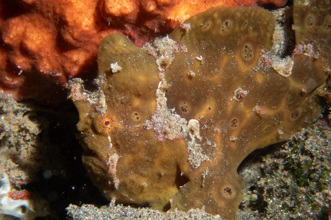Painted Frogfish (brown) (Antennarius pictus)