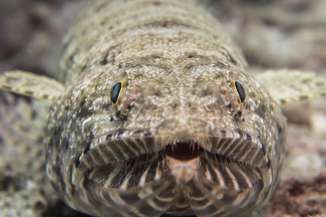 Gracile Lizardfish (Saurida gracilis)