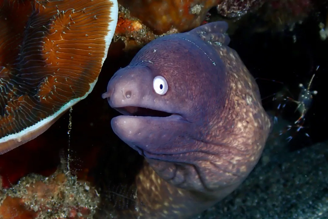 Greyface Moray (Gymnothorax thyrsoideus)