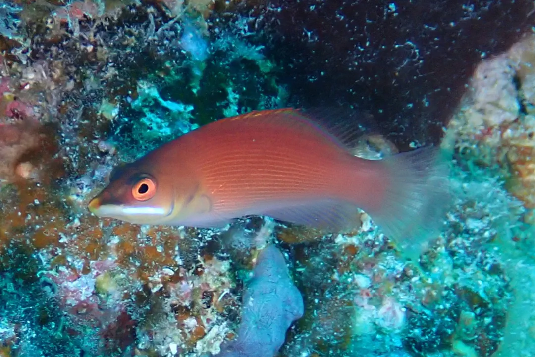 Disappearing Wrasse