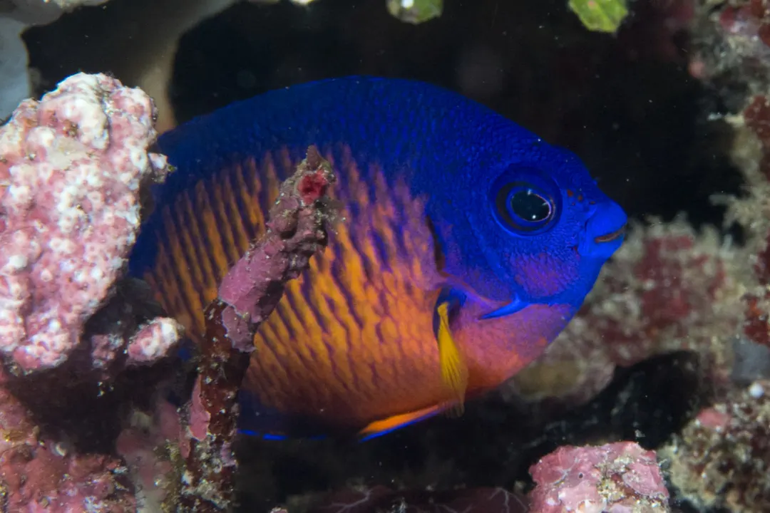 Twospined Angelfish (Centropyge bispinosa)