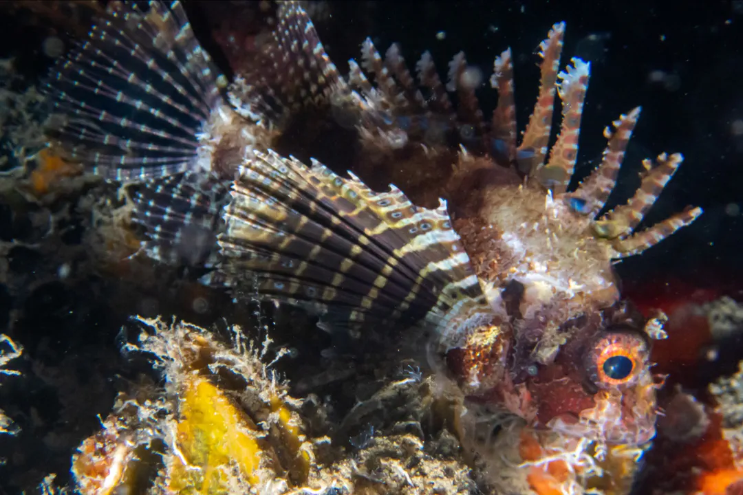 Dwarf Lionfish