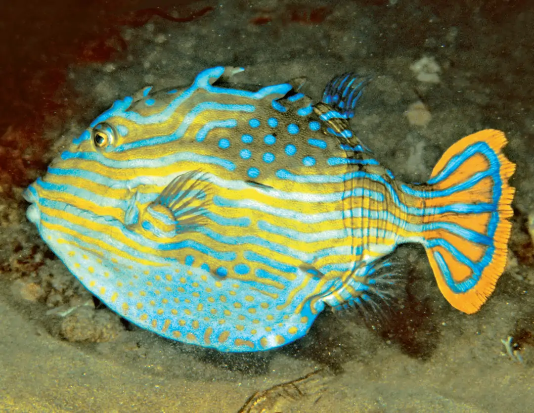 Seabook: Shaw's Cowfish (male)