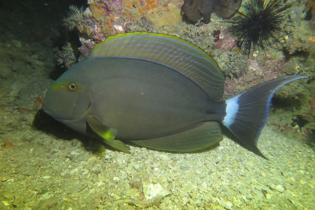Yellowfin Surgeonfish (Acanthurus xanthopterus)