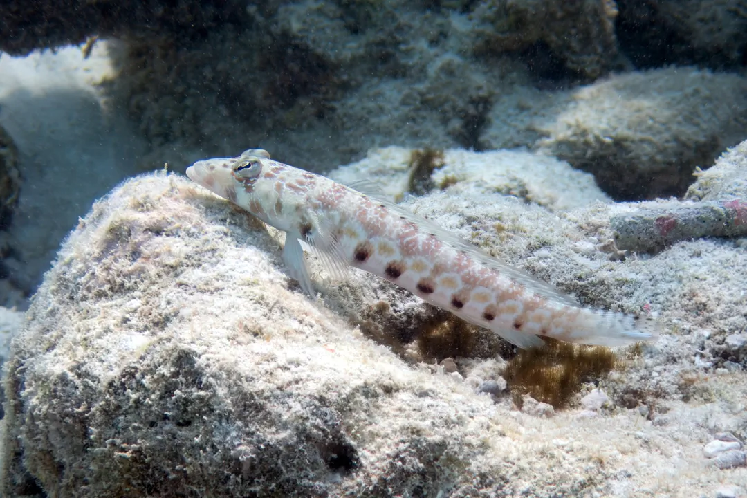 Thousand-spot Grubfish (Parapercis millepunctata)
