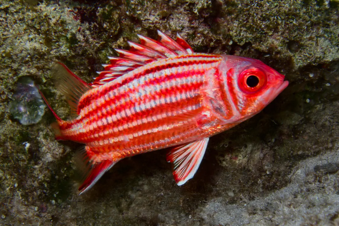 Pink Squirrelfish