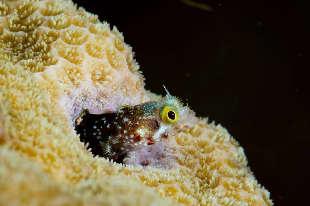 Spinyhead Blenny