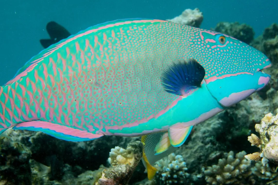 Spotted Parrotfish (male) (Cetoscarus ocellatus)