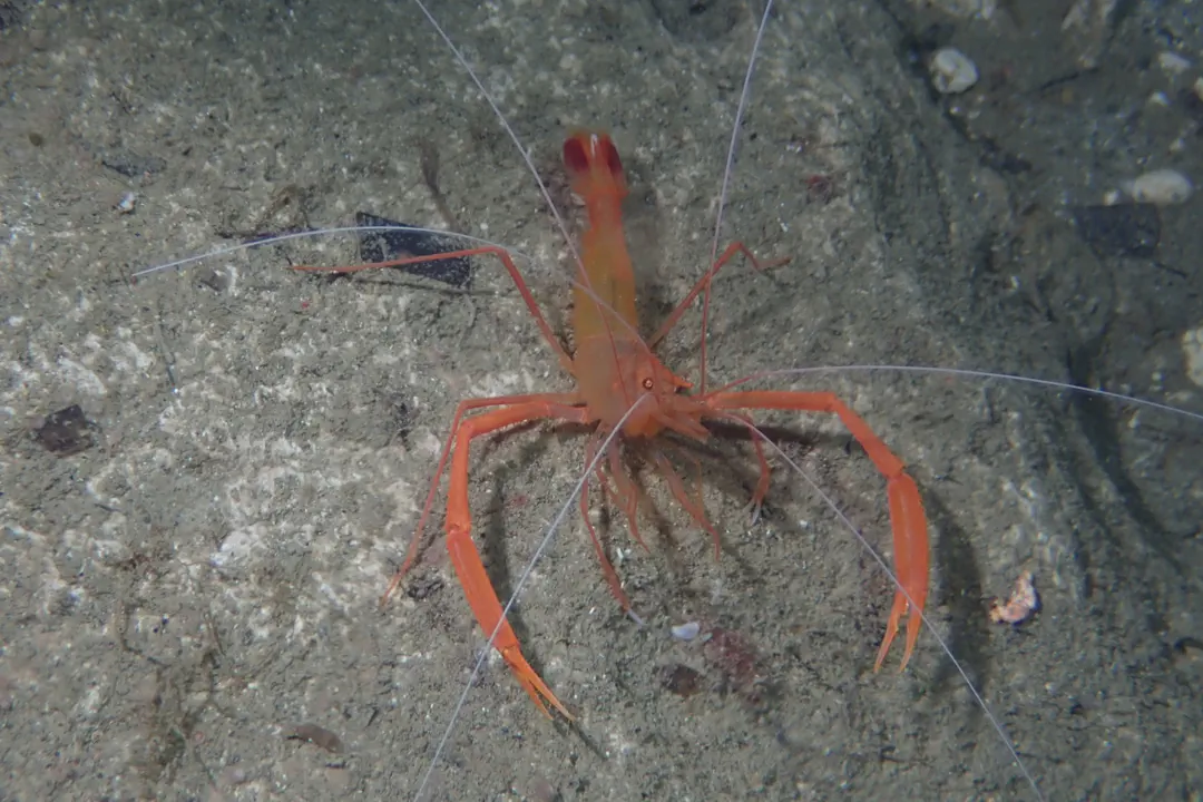 Golden Coral Shrimp