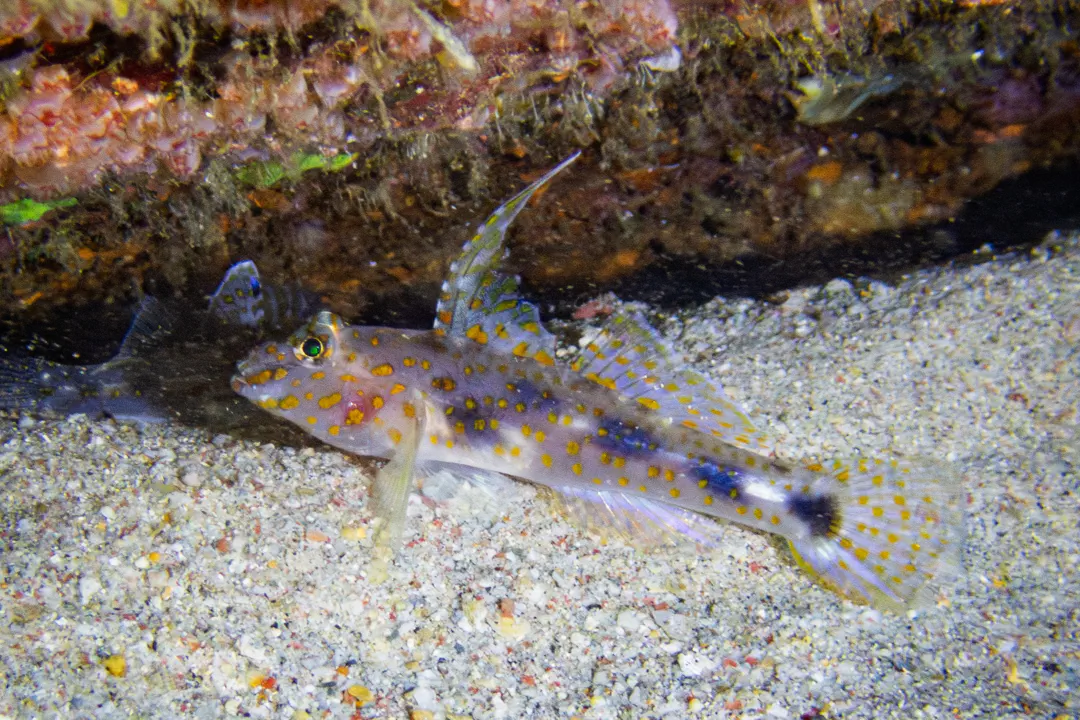 Blotched Goby (Fusigobius inframaculatus)