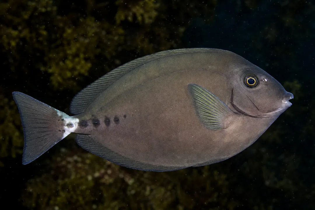 Australian Sawtail