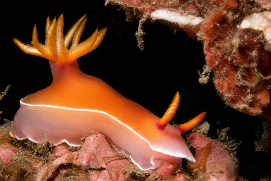 Bullock's Hypselodoris (orange)