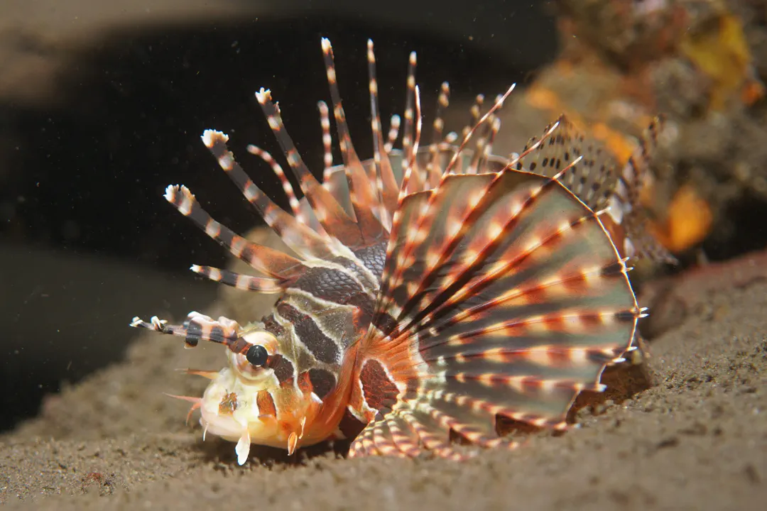 Zebra Lionfish (juvenile) (Dendrochirus zebra)