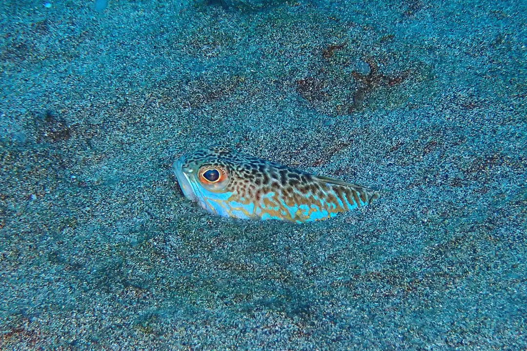 Greater Weever (Trachinus draco)