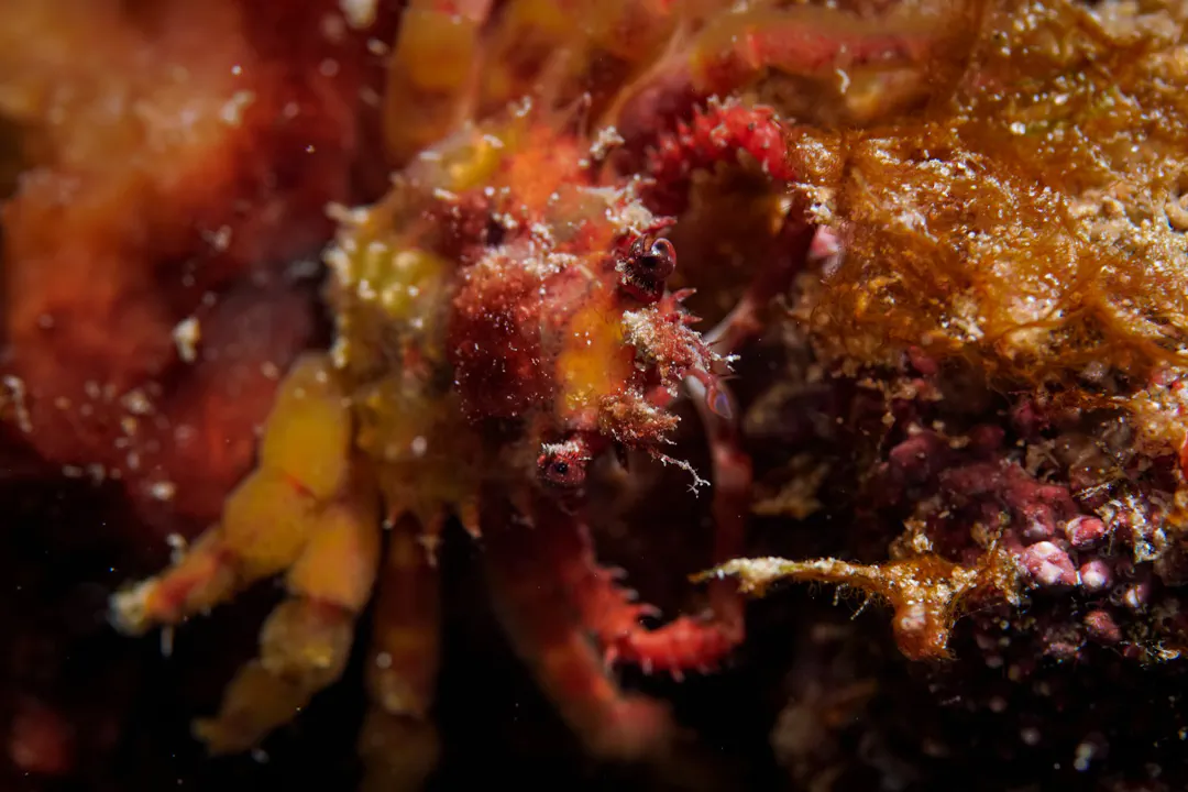 Ornamental Spider Crab (Schizophrys aspera)
