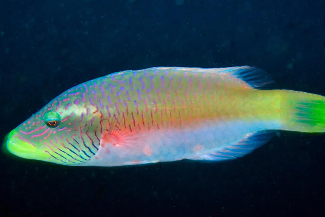 Linedcheek Wrasse (male) (Oxycheilinus digramma)