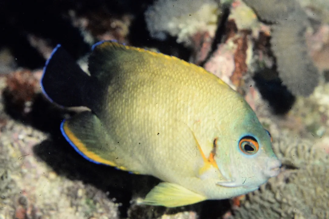 Pearlscale Angelfish (Centropyge vrolikii)