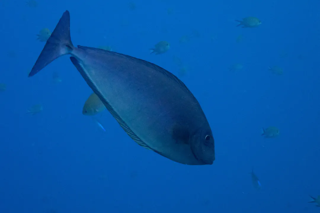 Blue Unicornfish