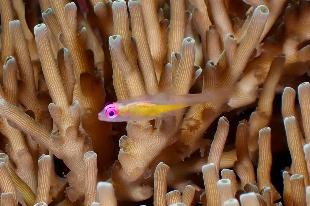 Purple-eye Goby (Bryaninops natans)