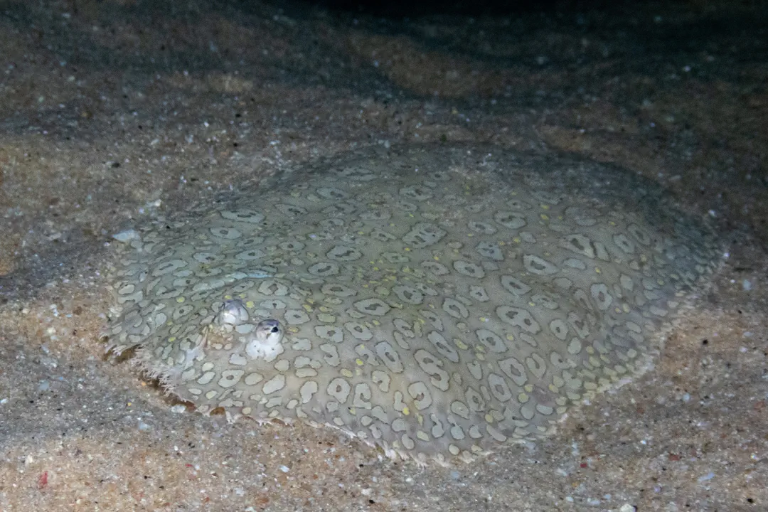 Peacock Sole