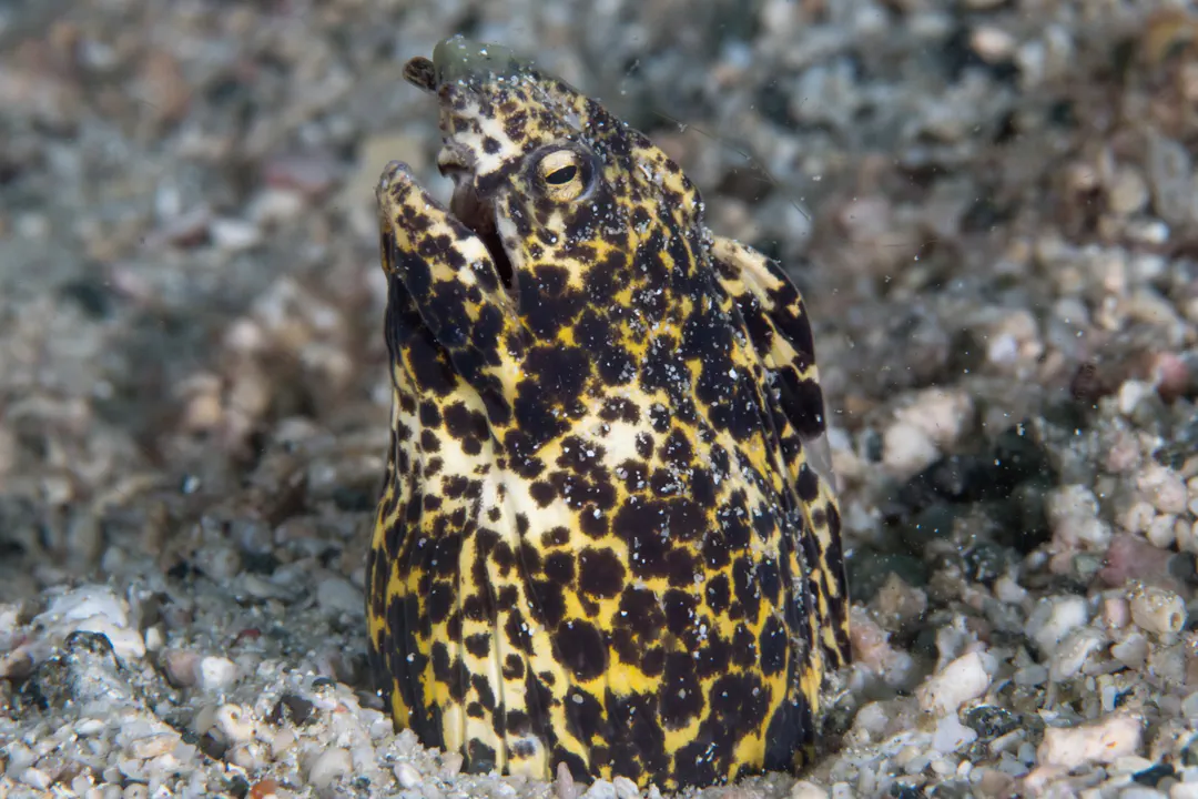 Marbled Snake Eel