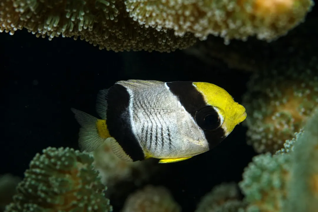 Chevron Butterflyfish (fry)