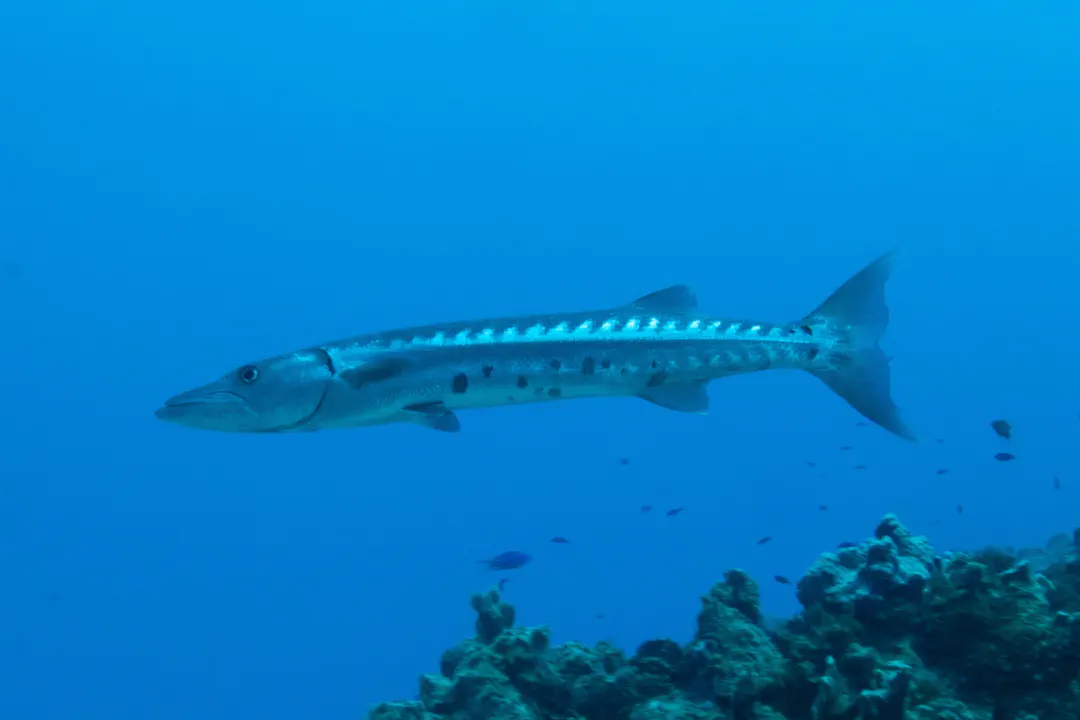 Great Barracuda